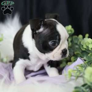 Boots, Boston Terrier Puppy